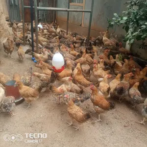 Improvement Kienyeji Chicken for Meat/Eggs