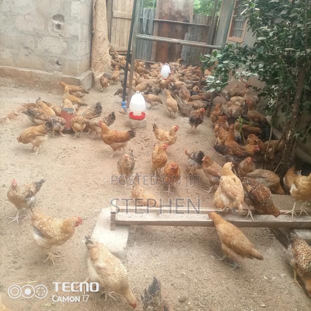 Improvement Kienyeji Chicken for Meat/Eggs - thumbnail 2
