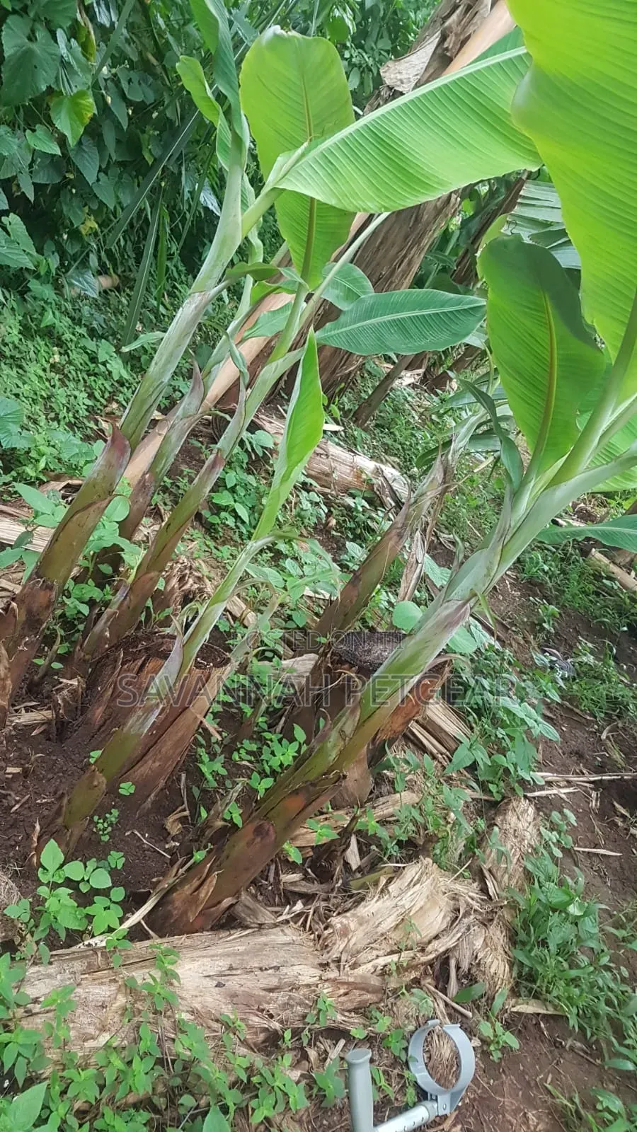 Young Banana Plantain Suckers Offshoots That Grow From the Rhizome