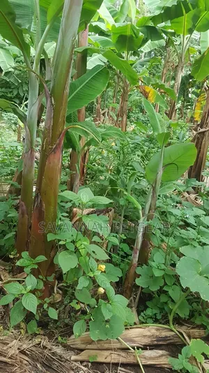 Young Banana Plantain Suckers Offshoots That Grow From the Rhizome
