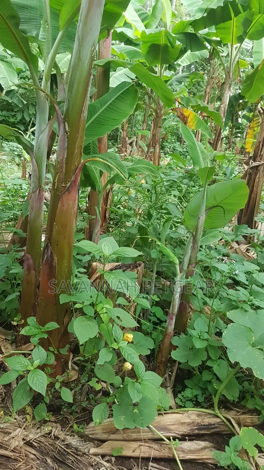 Young Banana Plantain Suckers Offshoots That Grow From the Rhizome
