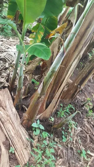 Young Banana Plantain Suckers Offshoots That Grow From the Rhizome