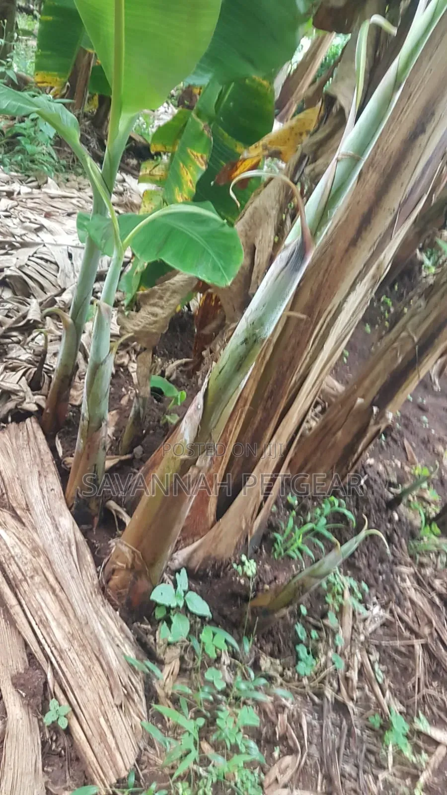Young Banana Plantain Suckers Offshoots That Grow From the Rhizome