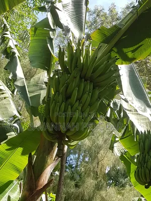 Banana Plantain Suckers Including Musa Basjoo and Similar Varieties