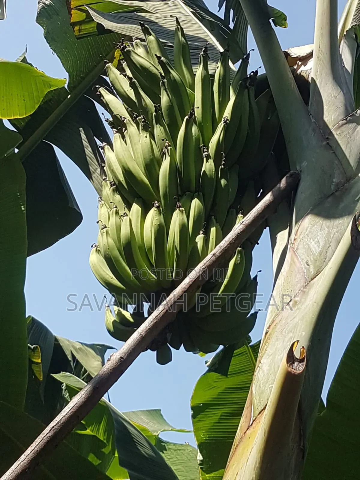 Banana Plantain Suckers Including Musa Basjoo and Similar Varieties