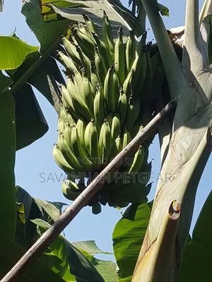 Banana Plantain Suckers Including Musa Basjoo and Similar Varieties