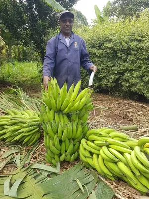 Banana Plantain Suckers Including Musa Basjoo and Similar Varieties