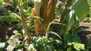 Banana Plantain Suckers Including Musa Basjoo and Similar Varieties