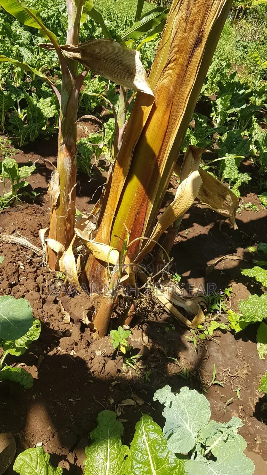 Banana Plantain Suckers Including Musa Basjoo and Similar Varieties