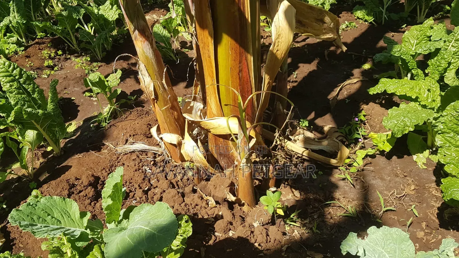 Banana Plantain Suckers Including Musa Basjoo and Similar Varieties