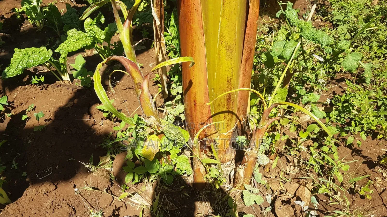Banana Plantain Suckers Including Musa Basjoo and Similar Varieties