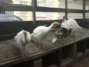 Turkey/Turkeyeggs