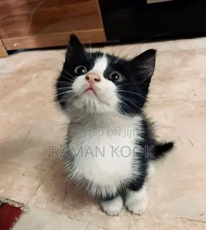 1-3 months Male Purebred Cat