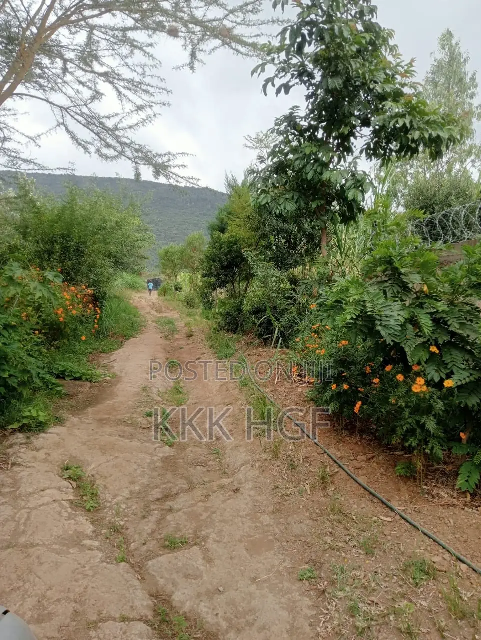 Ndeiya Rwacumai Plots