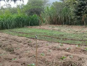 Ndeiya Rwacumai Plots