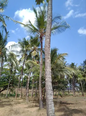 Land on Sale