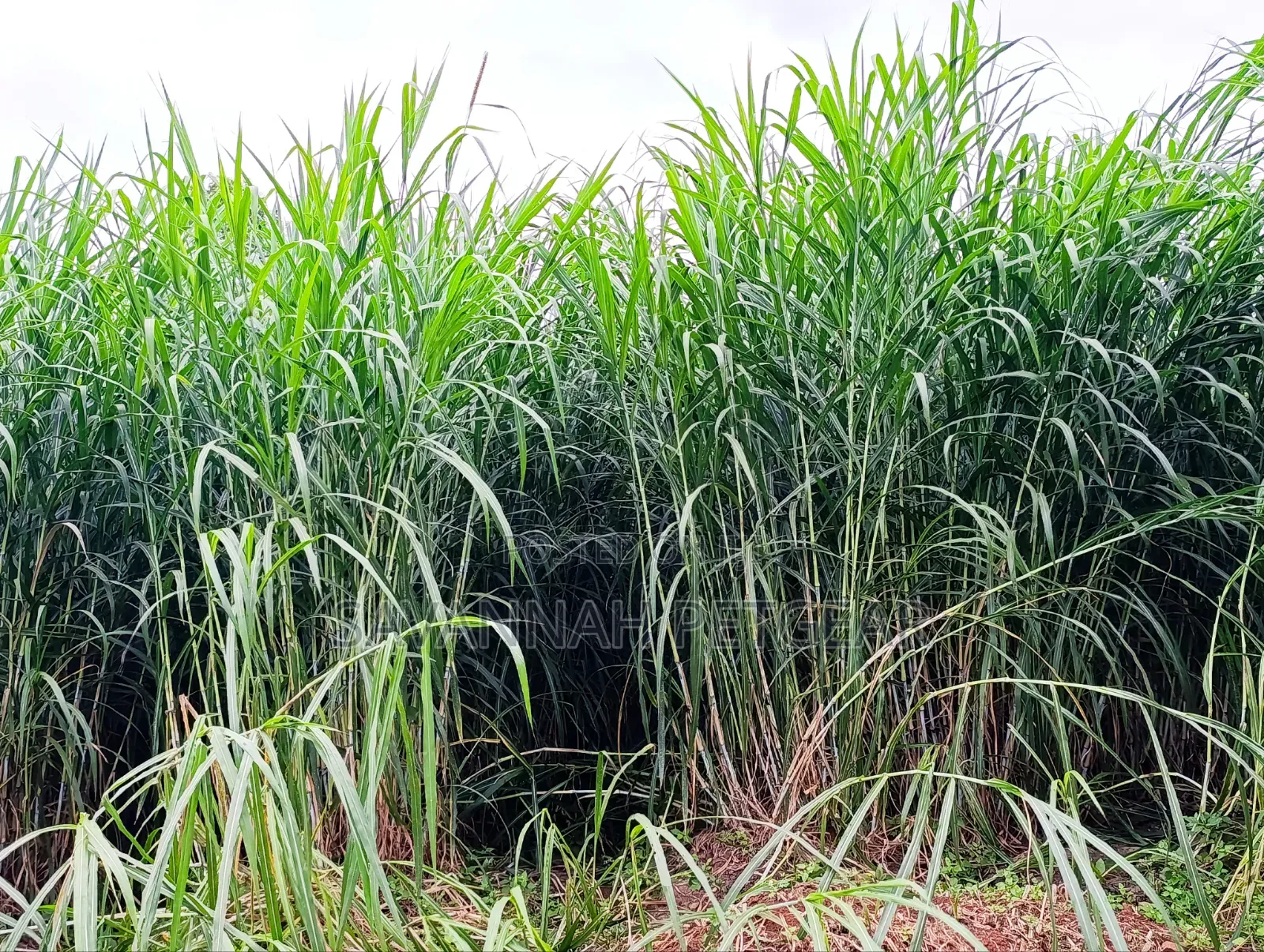 Super Napier Grass Pakchong 2 Node Cuttings for Sale- 10,000 Cuttings