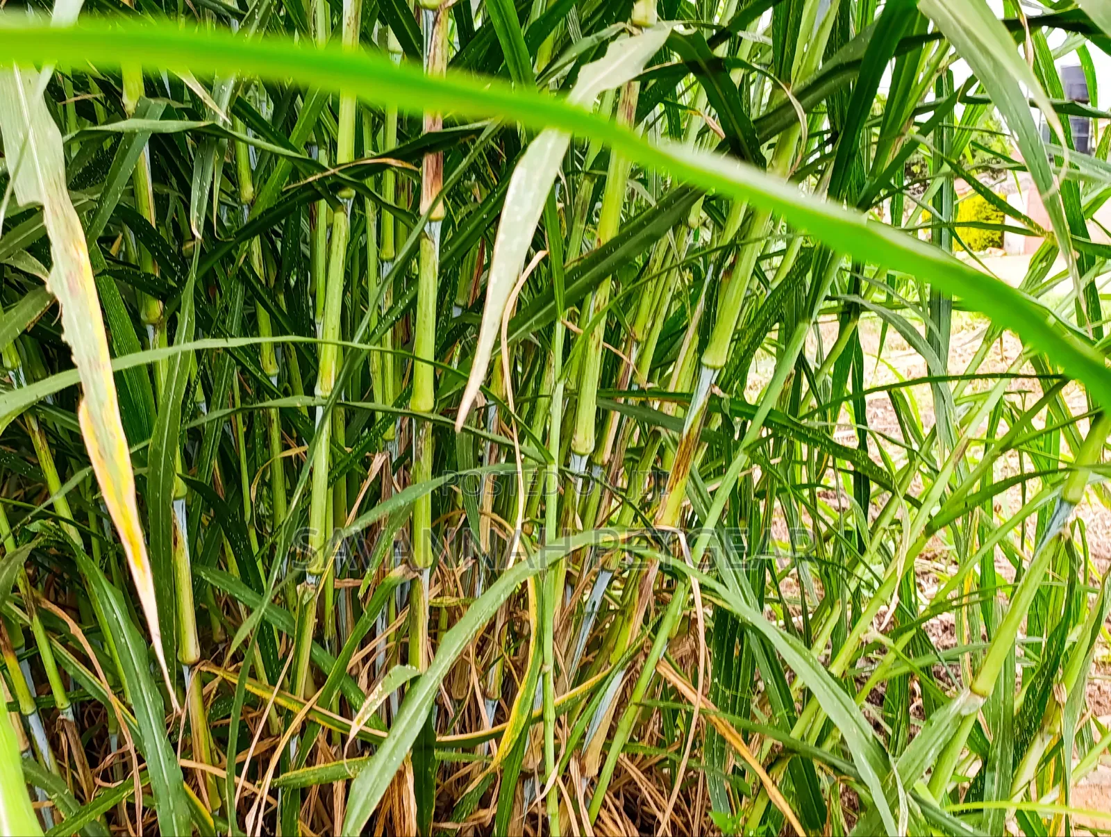 Super Napier Grass Pakchong 2 Node Cuttings for Sale- 10,000 Cuttings