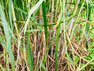 Super Napier Grass Pakchong 2 Node Cuttings for Sale- 10,000 Cuttings