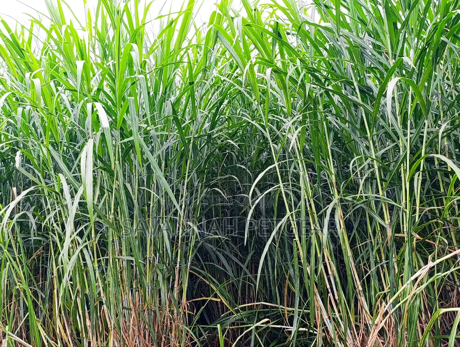 Super Napier Grass Pakchong 2 Node Cuttings for Sale- 10,000 Cuttings