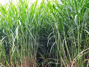Super Napier Grass Pakchong 2 Node Cuttings for Sale- 10,000 Cuttings