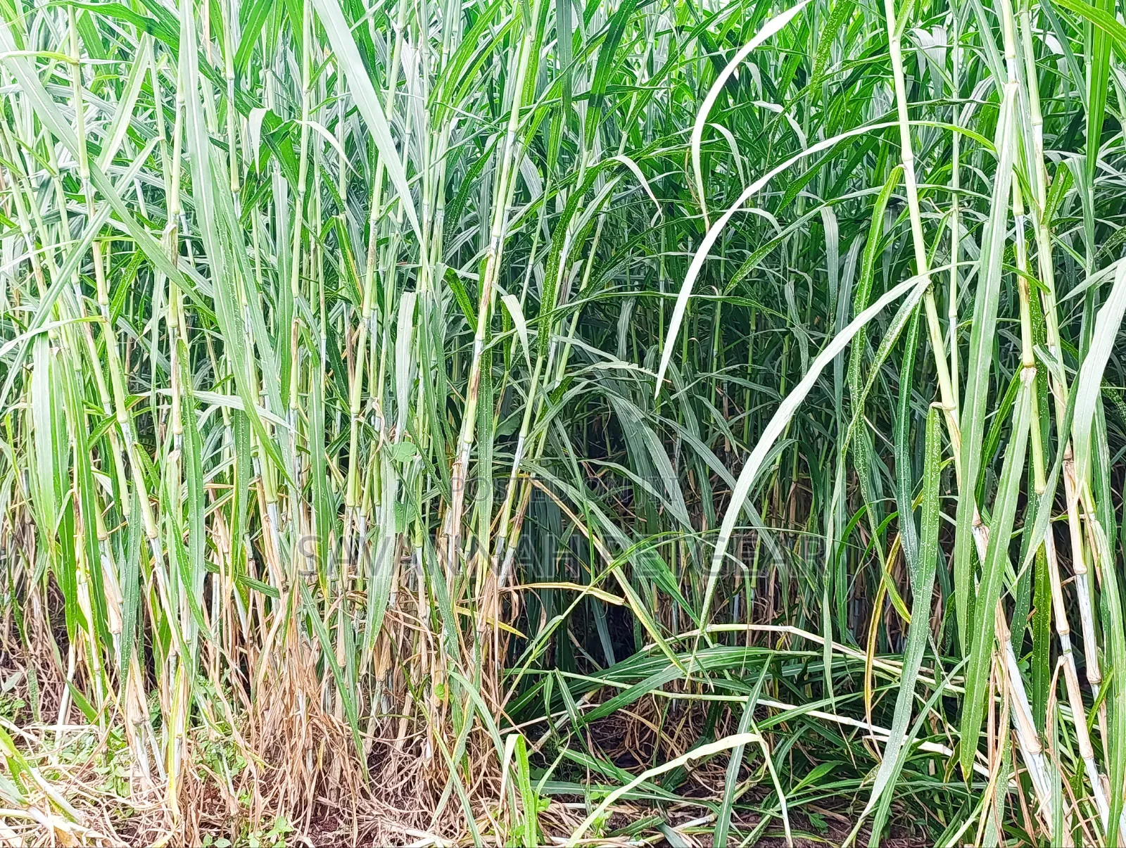Super Napier Grass Pakchong 2 Node Cuttings for Sale- 10,000 Cuttings