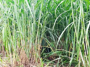 Super Napier Grass Pakchong 2 Node Cuttings for Sale- 10,000 Cuttings