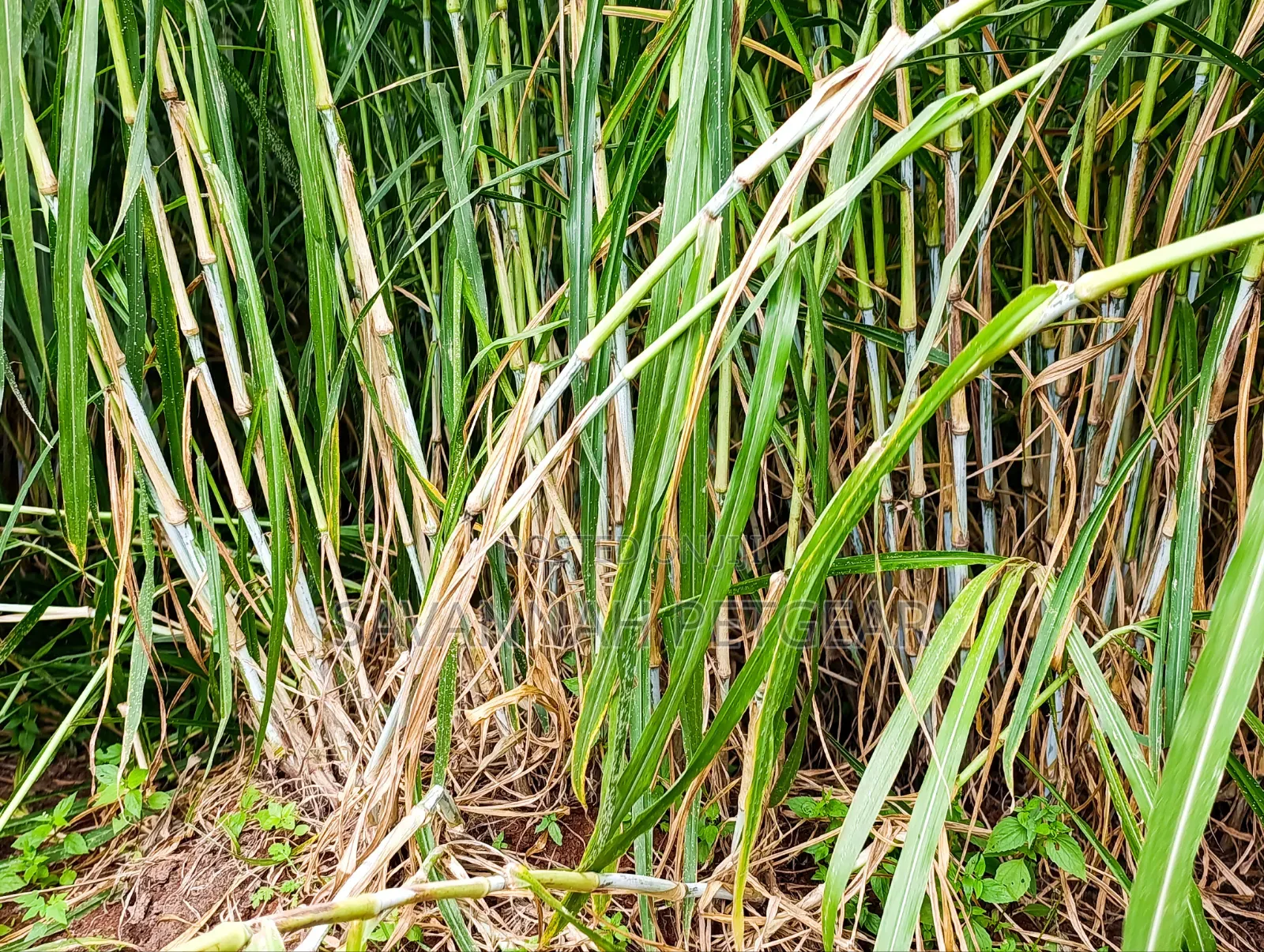 Super Napier Grass Pakchong 2 Node Cuttings for Sale- 10,000 Cuttings