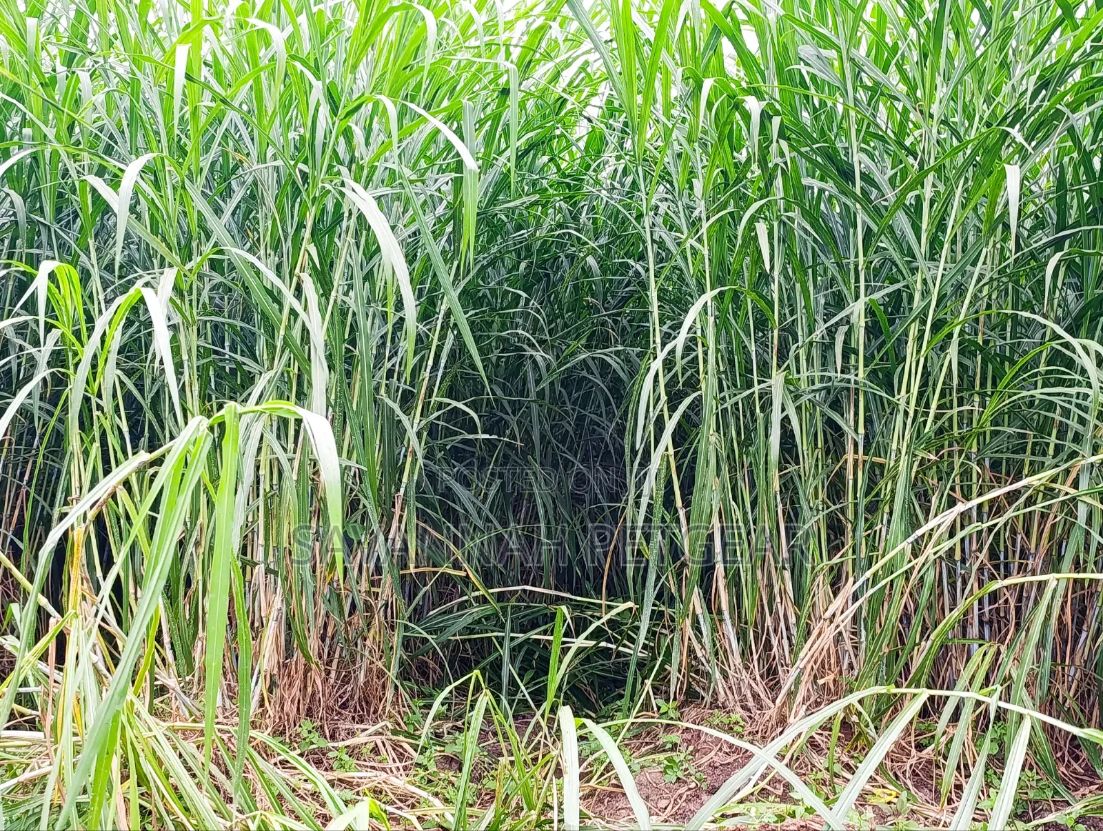 Super Napier Grass Pakchong 2 Node Cuttings for Sale- 10,000 Cuttings
