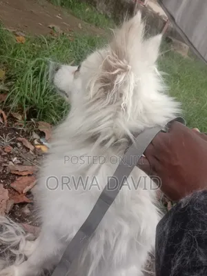 1+ year Female Purebred Japanese Spitz