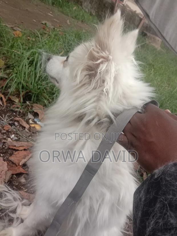 1+ year Female Purebred Japanese Spitz