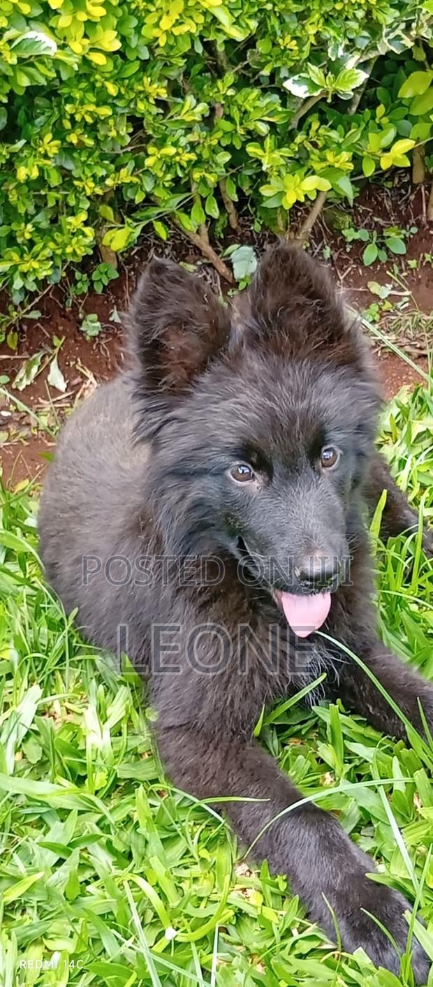3-6 months Male Purebred German Shepherd - thumbnail 4
