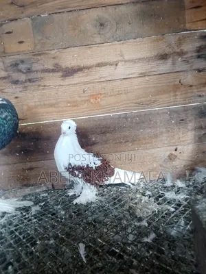 Female Frilback Pigeon