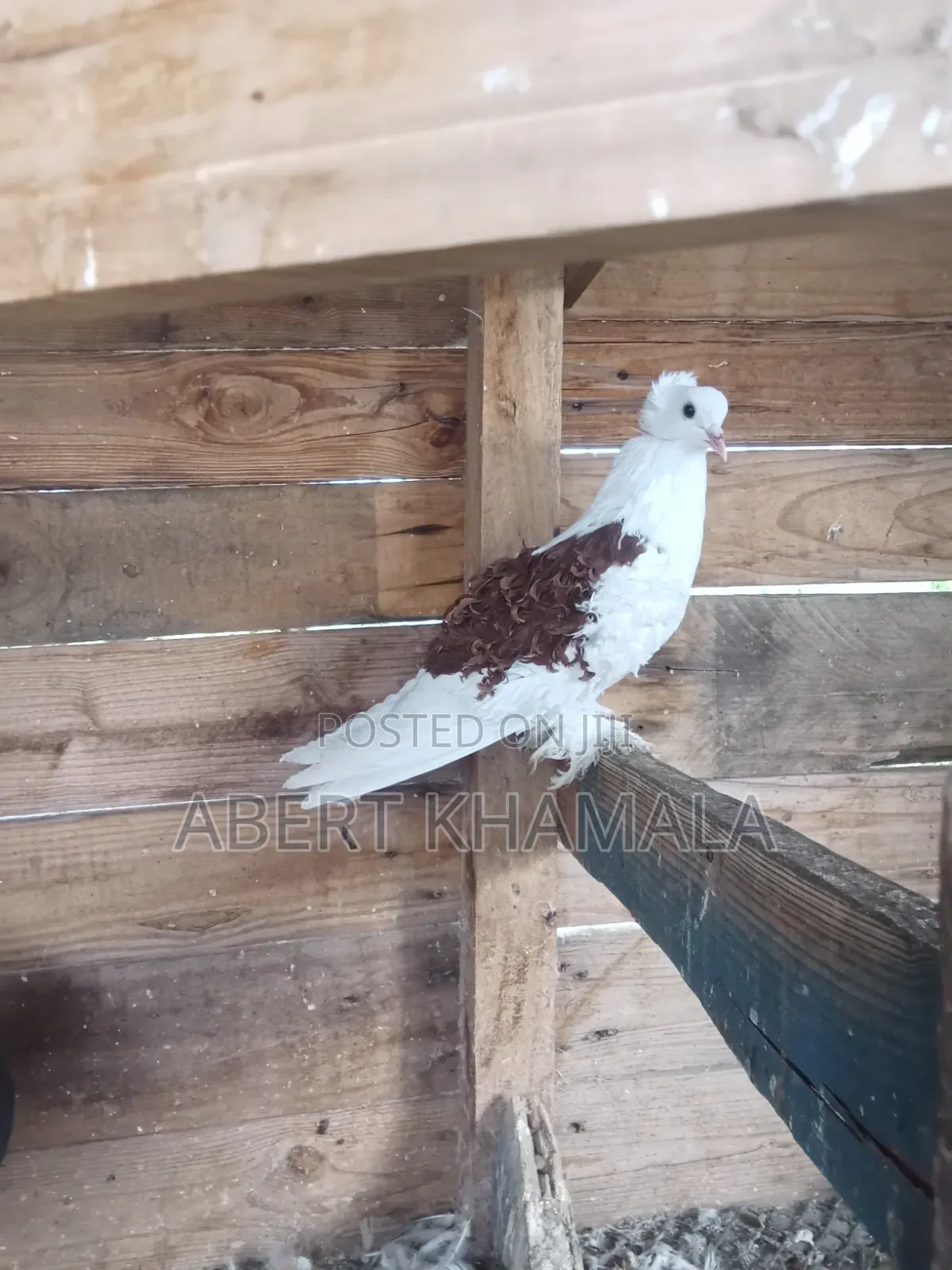 Female Frilback Pigeon
