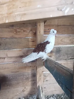 Female Frilback Pigeon
