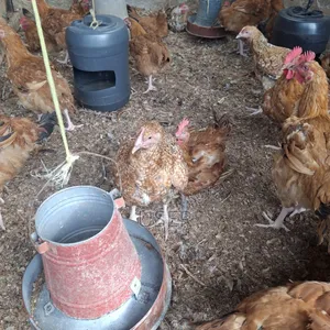 Chicken for Sale
