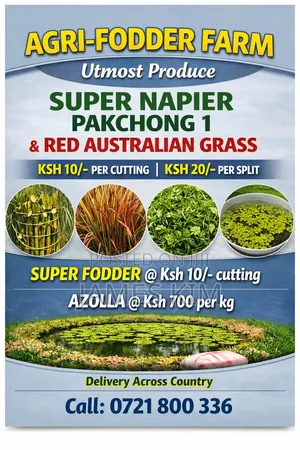Super Napier, Red Australian Grass, Super Vine Fodder Azolla Seeds