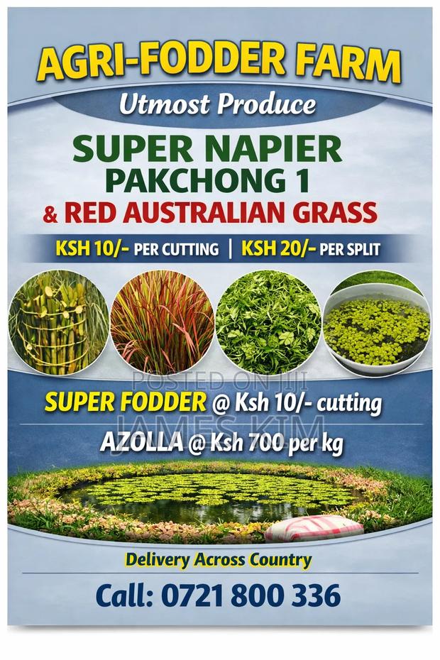 Super Napier, Red Australian Grass, Super Vine Fodder Azolla Seeds