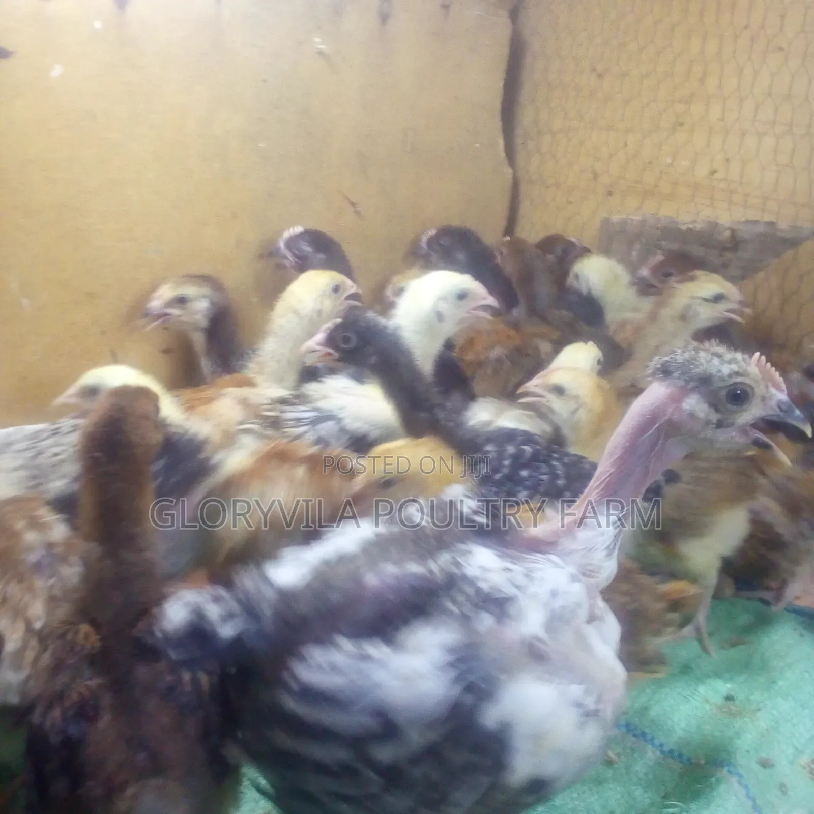 1 Month Old Kienyeji Improved Chicks