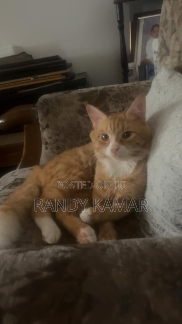 6-12 months Male Mixed Breed Tabby - thumbnail 2
