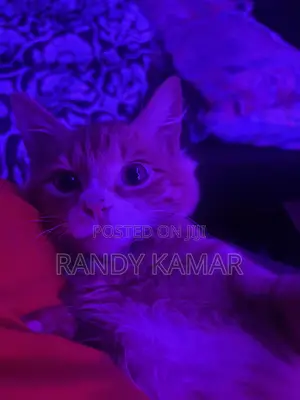 6-12 months Male Mixed Breed Tabby