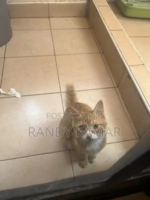 6-12 months Male Mixed Breed Tabby