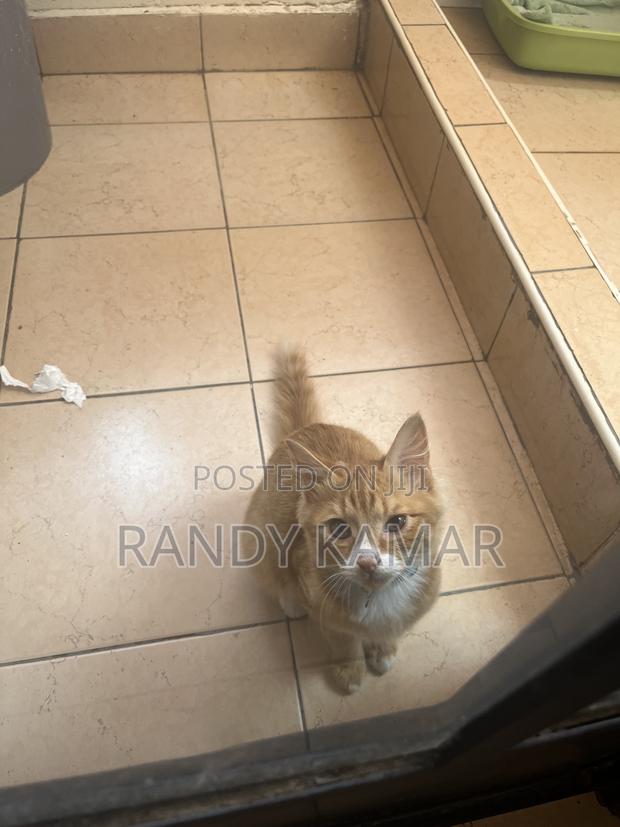6-12 months Male Mixed Breed Tabby - thumbnail 4