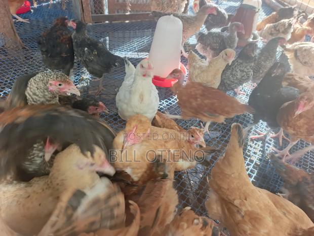 Silverlands Sasso Chicken - thumbnail 2