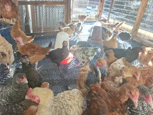Silverlands Sasso Chicken