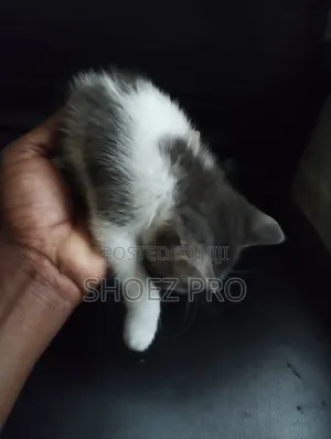 0-1 month Male Mixed Breed Cat
