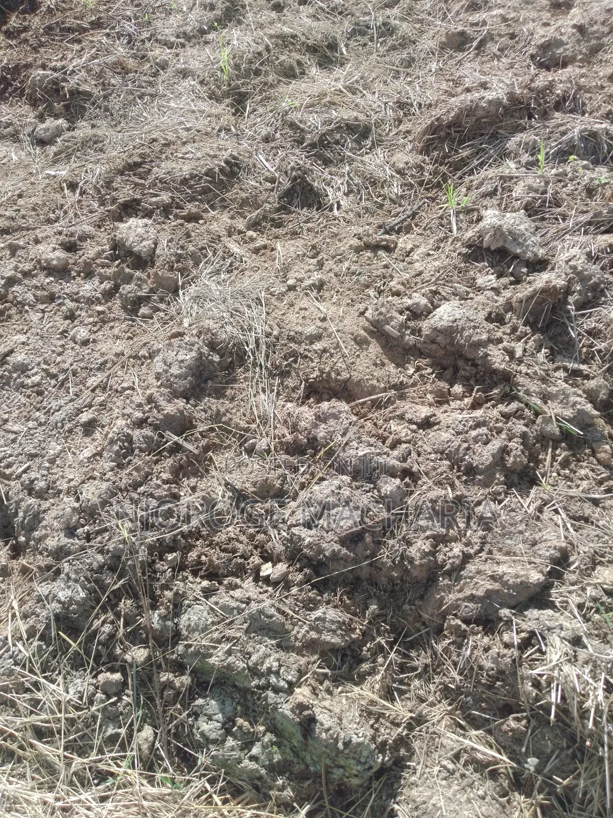 Organic Cow Manure