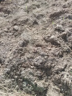Organic Cow Manure