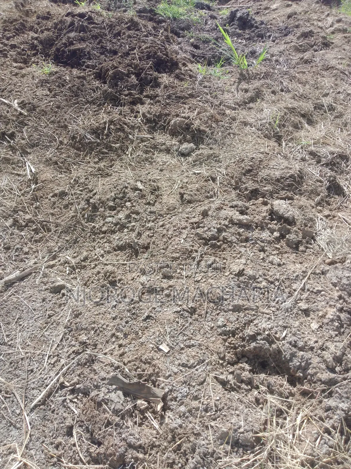 Organic Cow Manure