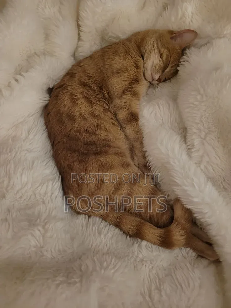 3-6 months Male Mixed Breed Bengal